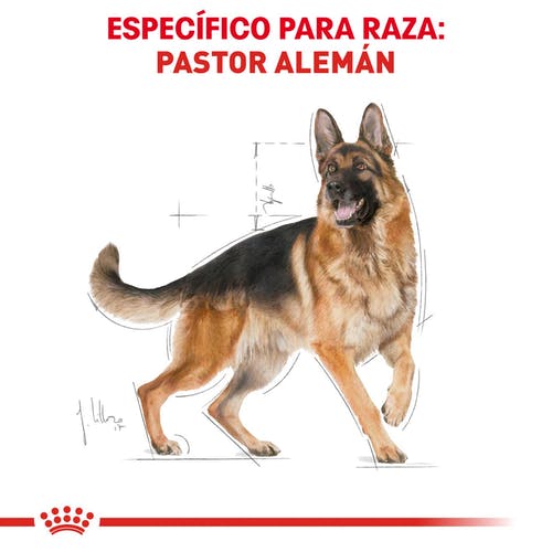 ROYAL CANIN PASTOR ALEMAN