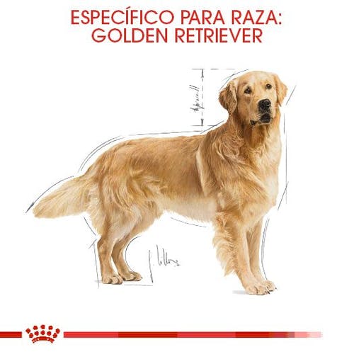 ROYAL CANIN GOLDEN RETRIEVER ADULTO