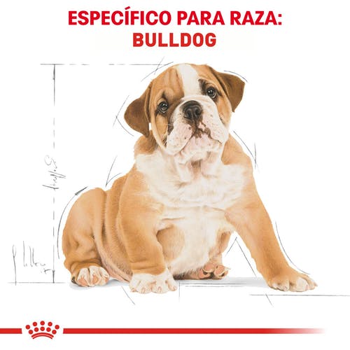 ROYAL CANIN BULLDOG PUPPY